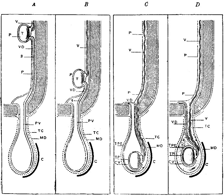 . 252.      ,      . A.      ,     (); V -  ,   ; VD - vas deferens ;  -   ,   ; PV - processus vaginalis ,      ; g - gubernaculum Hunteri; TC - ,    ,       ,   tunicam vaginalem communem testiculi et funiculi spermatici; MD- membrana dartos -        ;  - . B.       .    .    ,    . C.      ,         (vas deferens).        ,      , . Gubernaculum Hunteri .    ,    . D.    ,    .       ,   ,    , .  ,  ,      tunicae vaginalis propriae testiculi (TPE); TP -    , . .  ,           ; CV -   tunicae vaginalis propriae testiculi; TC - tunica vaginalis communis testiculi et funiculi spermatici -  ,     ; MD - membrana dartos;  - 
