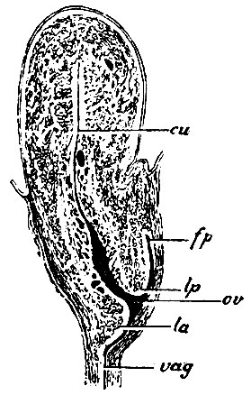 . 254.   .  -   ; ov - orificium vaginale; lp -   portionis vaginalis; la -  ; fp -   ; vag -  