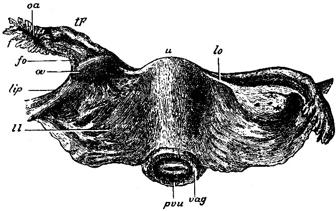 . 257.       . u - ; tF -  ;  - orificium abdominale tubae Fall.; fo - fimbria ovariea; ov - ; lip -    ,  lig. infundibulo-pelvicum; ll -  ; lo - lig. ovarii proprium; pvu - portio vaginalis uteri; vag -  ()