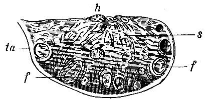 . 259.   : h - hilus ovarii; ta - tunica albunigea,     ; f, f - ; s -   