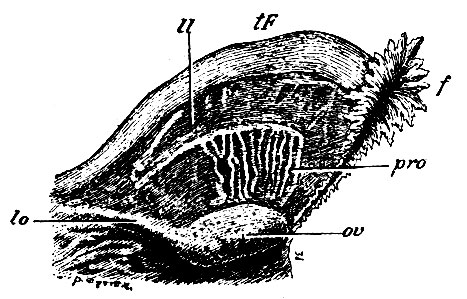 . 260.     pars ampullaris  . tF - tuba Fallopiae; f - fimbriae ; ff - lig. latum; ov - ; lo - lig. ovarii proprium; pro - parovarium ( )