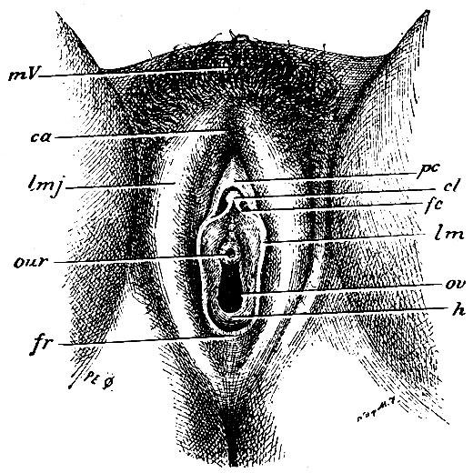 . 261.    . mV - mons Veneris; ca - commissura anterior  ; lmj -   ; fr - frenulum labiorum; lm -   ; cl - ;  - praeputium clitoridis; fc - frenulum clitoridis; our - orificium urethrae; ov - ostium vaginae; h - hymen (semilunaris)