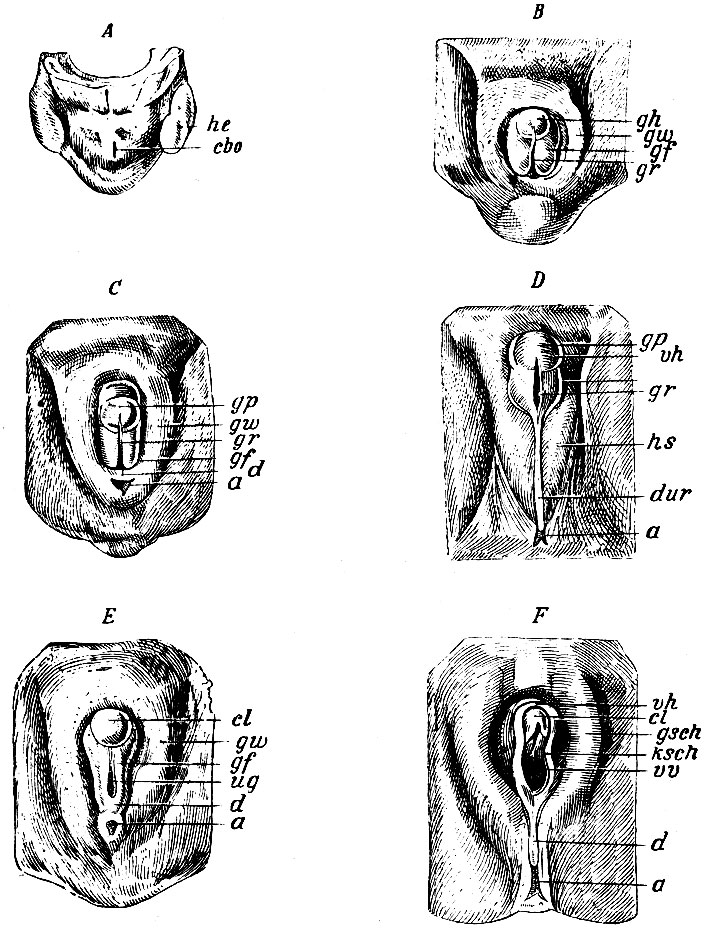 . 265.        (  - ).  -      ,  6- : cbo -  ; he -  .  -        8 : gh -  ; gw -  ; gf -  ; gr - sinus urogenitalis.   D -        .  -  21/2 , D - 3 .  . : gp -  ; gw -  ; gr - sinus urogenitalis; gf -  ; d -  ,  sinus urogenitalis   ,  ;  -  .  . D: gp - penis; vh - praeputium; gr - sinus urogenitalis,      ; hs - scrotum; dur - raphe perinei et scroti; a - anus. E  F -        , - 21/2 , F - 41/2 .  . : cl - ; gw -  ; gf -  ; ug - sinus urogenitalis; d - ; a -  .  . F: vh - praeputium clitoridis; cl - ; gsch -   ; ksch -   ; vv - vesti-bulum vaginae; d - ;  -  