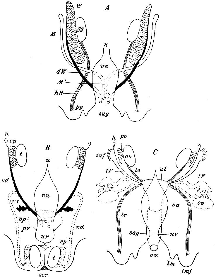 . 266.           .  -  : vu -  ,      ,      , sug - sinus urogenitalis,         (pg);  - urachus ( ); gg -   ; W -  ; pW -   ;  -  ;  -    ,  ,    ,     ; hH - gubernaculum Hunteri.  -   : vu -  ,     ; (ur),    ; r -  ,       ;  -  urachus; scr - ; t - ;  -  ; vd - vas deferens; vs -  ; h - ; vp - vesicula proetatica.     ,         . -  : vu -  ; r - ; l -   ; lmj -   ; ov - ;  -  ; ut - ; vag - ; tF -  ; inf -    ,  ; h - ; lo - lig. ovarii proprium; lr - lig. rotundum uteri.              