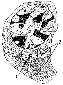 . 5.   ( ): 1 -   (  ).    (2),     