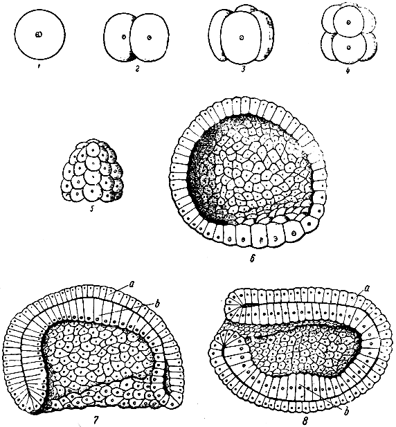 . 13.   ().   . 1 -  ; 2 -  2 ; 3 -  4 ; 4 -  8 ; 5 -  32 ; 6 -   ; 7 -  ; 8 -  ;  - , b - 