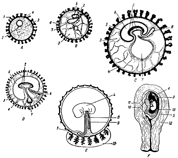 . 14.   .  -       ;  -      ;  -     ; D -      ;  -    (   ); F -          . 1 -   ; 2 - ; 3 -   ; 4 -   ( ); 5 - ; 6 -  ; 7 -  ; 8 - ; 9 - ; 10 - ; 11 -    (  ); 12 -    ; 13 -  