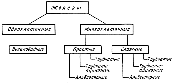 Для чего эпителиальная ткань. Смотреть фото Для чего эпителиальная ткань. Смотреть картинку Для чего эпителиальная ткань. Картинка про Для чего эпителиальная ткань. Фото Для чего эпителиальная ткань