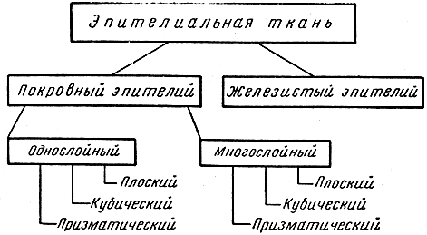Для чего эпителиальная ткань. Смотреть фото Для чего эпителиальная ткань. Смотреть картинку Для чего эпителиальная ткань. Картинка про Для чего эпителиальная ткань. Фото Для чего эпителиальная ткань