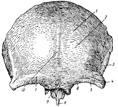 . 53.   . 1 - ; 2 -  ; 3 -  ; 4 -  ; 5 -  ; 6 -  ; 7 -  ; 8 -  ; 9 - ; 10 -    
