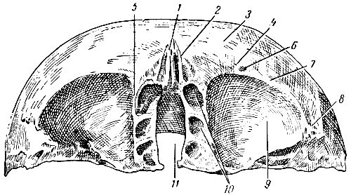 . 53.   . 1, 2 -  ; 3 -  ; 4, 7 -  ; 5 -     ; 6 -  ; 8 -  ; 9 -  ; 10 -   ; 11 -  