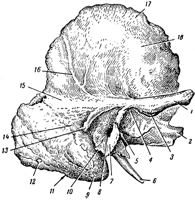 . 55.    . 1 -  ; 2 -  ; 3 -  ; 4 -  ; 5 -  ; 6 -  ; 7 -    ; 8 -   ; 9 -  ; 10 -      ; 11 -  ; 12 -  ; 13 -    ; 14 -  ; 15 -  ; 16 -  ; 17, 18 -   