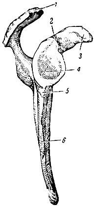 . 71.   . 1 -   (acromion); 2 -  ; 3 -  ; 4 -  ; 5 -  ; 6 -  