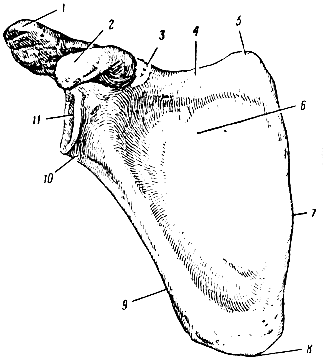 . 71.   . 1 -    ; 2 -  ; 3 -  ; 4 -  ; 5 -  ; 6 -  ; 7 -  ; 8 -  ; 9 -  ; 10 -  ; 11 -  