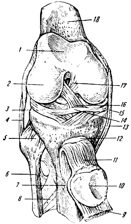 . 95.    ();   ;       . 1 -    ; 2 -   ; 3 -  ; 4 -   ; 5 -   ; 6 -  ; 7 -  ; 8 -  ; 9 -   ; 10 -   ; 11 -   ; 12 -  : 13 -   ; 14 -  ; 15 -  ; 16 -   ; 17 -   ; 18 -  