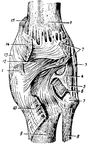 . 97.    ( ). 1 - ; 2 -       - ; 3 -   ; 4 -   ; 5 -    ; 6 -   ; 7 -   ; 8 -  ; 9 -  ; 10 -  ; 11 -   ; 12 -   ; 13 -   ; 14 -    ; 15 -    