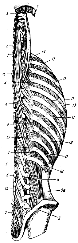 . 107.    . 1 -   ; 2 -   VII  ; 3  5 -   I  XII  ; 4 - ,  ; 6  7 -   I  V  ; 8 -   ; 9 -   ; 9 -  ; 10 - XII ; 11 -   ; 12 - IX ; 13 - V ; 14 - ; 15 - - 