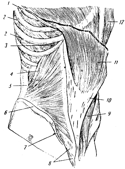 . 113.    . 1 - VII ; 2 -   ; 3 -      ; 4 -    ; 5 - - ; 6 -   ; 7 -  ; 8 - ,  ; 9  12 -   ; 10 -     ; 11 -    