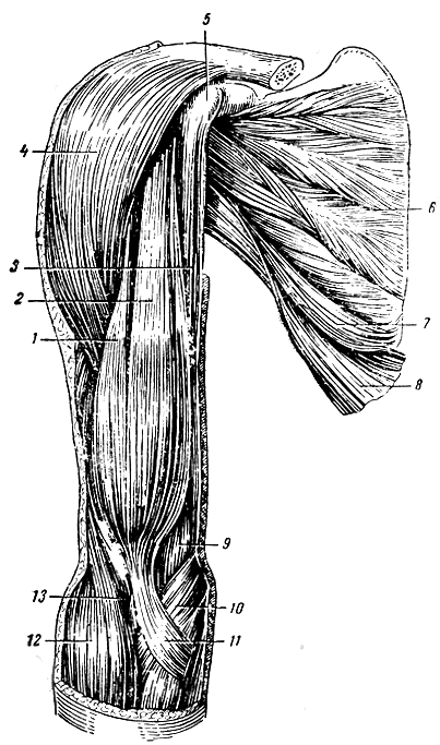 . 125.      (). 1 -     ; 2 -    ; 3 - - ; 4 -  ; 5 -  ; 6 -  ; 7 -   ; 8 -   ; 9, 13 -      ; 10 -  ; 11 -   (    ); 12 - - 