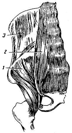 . 137.    . 1 - 	; 2 -    (m. psoas major); 3 -   
