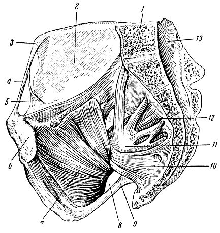 . 138.   . 1 - V  ; 2 -  ; 3 -     ; 4 -  () ; 5 - - ,        :  -  -     (lacuna musculorum)   -   (lacuna vasorum); 6 -   ; 7 -   ; 8 -   ; 9 - - ; 10 -  ; 11 -   ; 12 -  ; 13 -  