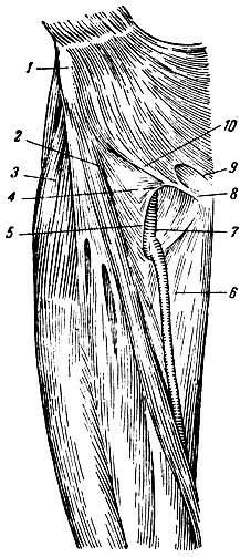 . 147.   . 1 -     ; 2 -    ( ); 3 - m. tensor fascia latae ( ); 4 -    ; 5 -    ,    (margo falciformis); 6 - . saphena magna,      ; 7 -  ; 8-9 -     ; 10 -  