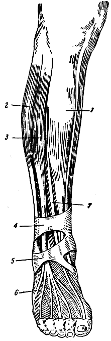 . 149.   . 1 -   ; 2 -   ; 3 -   ; 4 -   ; 5 -  ; 6 -     (m. peroneus tertius); 7 -   I 