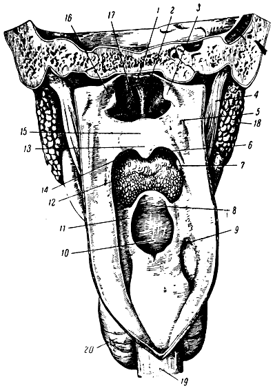 . 164. ,          . 1 -  ; 2 -  ; 3 -     ; 4 - - ; 5 -   ; 6 - - ; 7 - ; 8 - ; 9 -  ; 10 -   ; 11 - - ; 12 - ,     ; 13 -  (uvula); 14 - - ; 15 -    ; 16 -  ; 17 -  ,     ; 18 -  ; 19 - ; 20 -  
