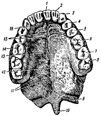 . 165.   . 1-2 -    ; 3 - ; 4-5 - I  II   ; 6, 7  8 - I, II  III   ; 9 -  ; 10 - ; 11 -   ; 12 - ; 13 -  ; 14 - ; 15 -  ; 16 -  