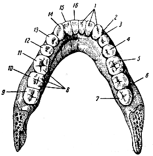 . 166.   . 1 -   ; 2, 3  6 -    ; 4 -  ; 5 -  ; 7 -  ; 8 - ; 9, 10  11 - III, II  I   ; 12-13-11  I   ; 14 - ; 15-16 -    