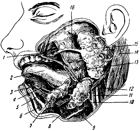 . 170.  . 1 -  ; 2 - ; 3 -       ; 4 -   ; 5 -   ; 6 -   ( ); 7 -  ; 8 - - ; 9 -  ; 10 -  ; 11 -   ; 12 -   ; 13 -  ; 14 - -- ; 15 -  ; 16 -   ;         ,    ,       II    