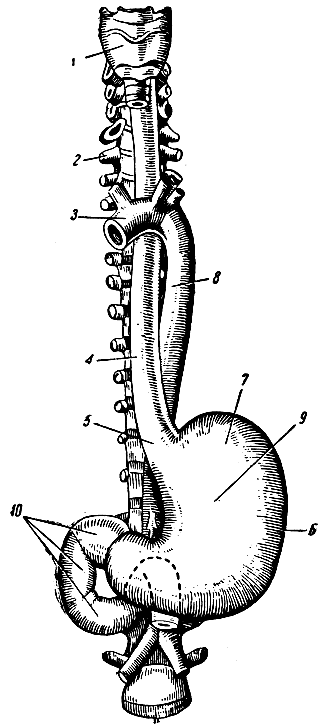 . 171.   . 1 - ; 2 - ; 3 -  ; 4 - ; 5 -   ; 6 -   ; 7 -  ; 8 - ; 9 - ; 10 -  