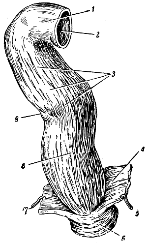 . 186.  . 1 -     ; 2 -  ; 3 -   ; 4 - ,   ; 5  7 -   ; 6 -    ; 8 - ; 9 -     