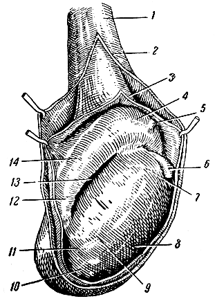 . 211.  (    ). 1 -  ; 2 -   ; 3 -      ; 4 -  ; 5 -  ; 6 -  ; 7 -   ; 8 -   ; 9 -   ; 10 -  ; II -     ; 12 -  ; 13 -      ; 14 -  