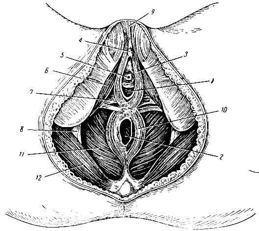 . 221.   . 1 - ; 2 -  ; 5 -    ; 4 - ; 5 -    ; 6 - - ; 7 -    ; 8 - - ; 9 -   ; 10 -   ; 11 - ,   ; 12 -   