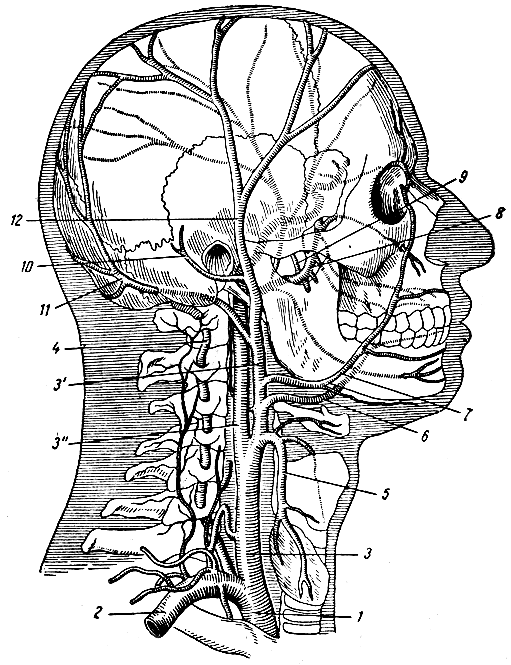 . 235.    . 1 -  ; 2 -   ; 3 -   ; 3' -   ; 3'' -   ; 4 -  ; 5 -   ; 6 -  ; 7 -   ; 8 -    (  ); 9 -    ; 10 -   ; 11 -  ; 12 -   