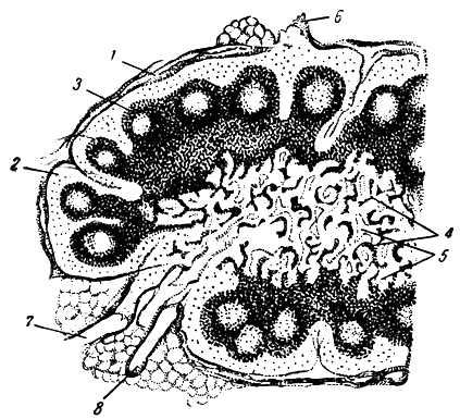 . 264.   . 1 - ; 2 -  ; 3 - ; 4 -  ; 5 -  ; 6, 7 -     ; 8 -  