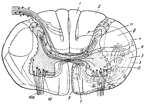 . 273.    .      .   (). 1 -     ( ) -    ; 2 -     ( ) -    ; 3 - -   ; 4 -    (); 5 -    (); 6 -     ; 7 -    ; 8 - -   (); 9 -      ; 10 -    ,    (10); 11 -    ; 12 -     (    )