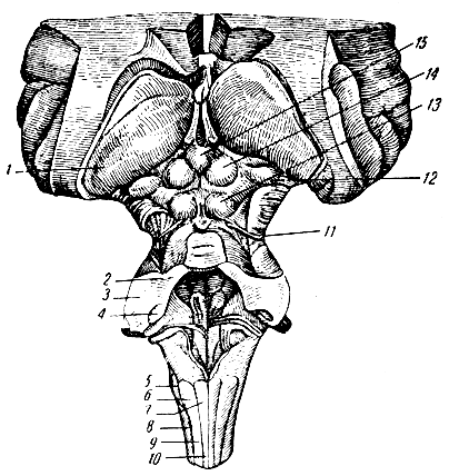 . 281.      ( ). 1 -  (   ); 2 -     ; 3 -     ; 4 -      ; 5 - ; 6 -    ( ); 7 -    ( ); 8 -  ; 9 -  ; 10 -  ; 11 -  ; 12 -   ; 13-14 - ; 15 -  