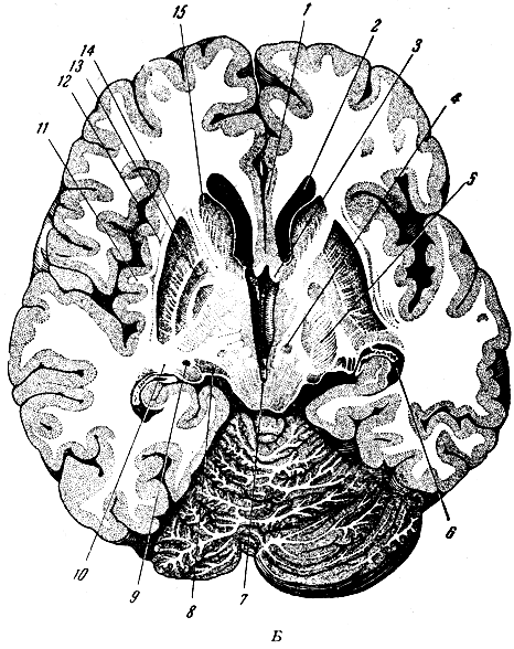 . 282.       . 1 -  ; 2 -    ; 3 -  ; 4 -  ; 5 -       ; 6 -   (    ); 7 -  ; 8 -   ; 9 -   ; 10 -   ( ); 11 - ; 12 - ; 13 -  ; 14 - ; 15 -   