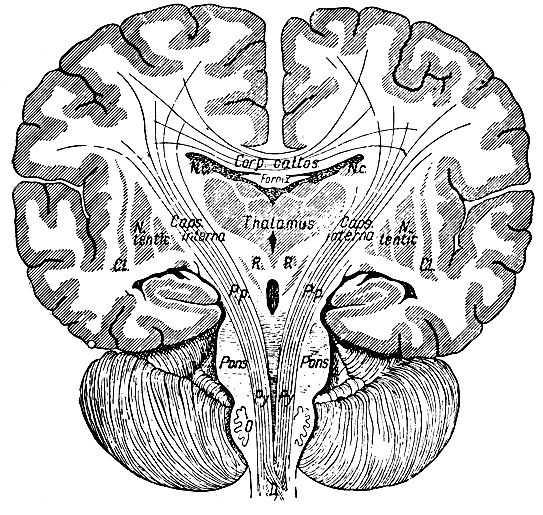 . 283.    . Corp. callos. -  ; Thalamus -  ; Caps. interna -  ; . . -  ;  -  ; Pons -  ; N. . -  ; N. lentic  l. -  ; R -  ; Fornix - ; D -   ;  - 
