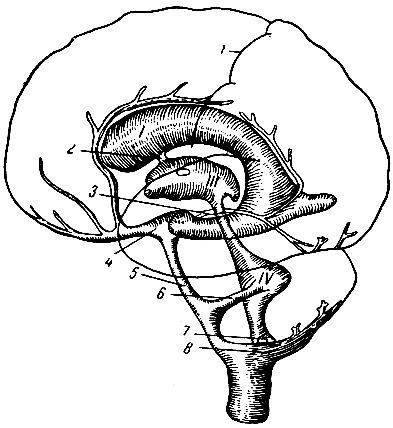 . 289.          . 1 -    ,    ; III -  ; IV -  ; 1 -  ; 2 -  ; 3 -  ; 4 - cisterna interpeduncularis; 5 - cisterna pontis; 6 -  ; 7 -  Ma; 8 - cisterna magna