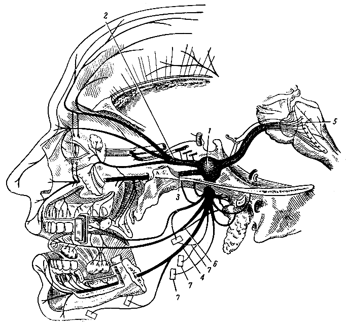 . 312.   (). 1 -   ; 2 -    ; 3 -    ; 4 -     ( ); 5 -   ; 6 -  ; 7 -    