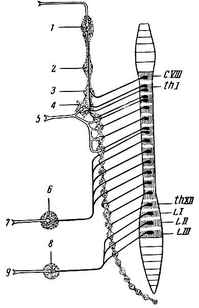 . 318.    .     ,  - . 1 -   ; 2 -   ; 3 -   ; 4 -  ; 5 -      ; 6 -  ; 7 -    , , ,    ; 8 -  ; 9 -     ,     . CVIII -   ; hI -   , thXII -   ; LI, LII, LIII - ,     