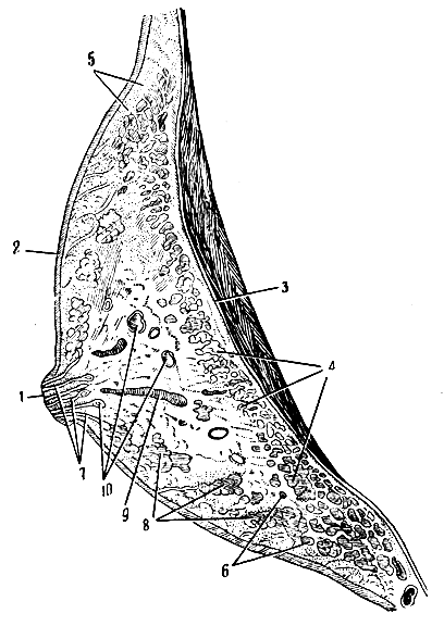 . 325.    ( ). 1 -  ; 2 - ; 3 - ,    ; 4 -   ; 5 -  ; 6, 8 -  ; 7 -  ; 9 -   (  ); 10 -   (  )