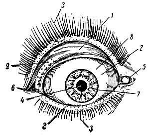 . 332.  ( ). 1 - ; 2 -  ; 3 - ; 4 - ; 5 -     ; 6 -   ; 7 -  ; 8 -  ; 9 -     