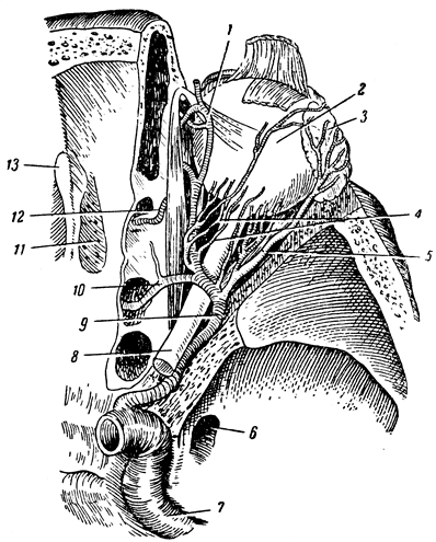 . 338.   . 1 -  ; 2 -  ; 3 -  ; 4 -  ; 5 -  ; 6 -  ; 7 -   ; 8 -  ; 9 -  ; 10  12 -     ; 11 -  ; 13 -  