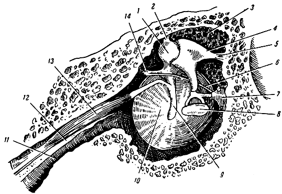 . 340.        . 1 -  ; 2 -   ; 3 -   ; 4 - ; 5 -  ; 6 -  ; 7 -  ; 8 - ; 9 -  ; 10 -  ; 11 -  ; 12 -        ; 13 - ,   ; 14 -   