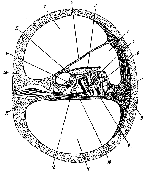 . 342.     . 1 -  ; 2 -  ; 3 -  ; 4 -  ,      (    ); 5  16 -    ; 6 -  ; 7 -  ; 8  14 -   ; 9 -  ; 10  15 -    (    - ); 11 -  ; 12 -  ; 13 -     