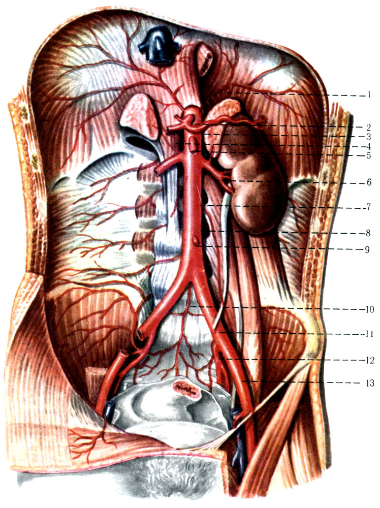 386.  . 1 - a. phrenica inferior sinistra; 2 - truncus celiacus; 3 - a. lienalis; 4 - gl. suprarenalis sinistra; 5 - a. mesenterica superior; 6 - a. renalis sinistra; 7- a. testicularis sinistra; 8 - a. lumbalis; 9 - a. mesenterica inferior; 10 - a. sacralis media; 11 - a. iliaca communis sinistra; 12 - a. iliaca interna sinistra; 13 - a. aliaca externa sinistra
